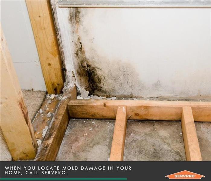 Mold damaged studs and wall “when you locate mold damage in your home, call Servpro”