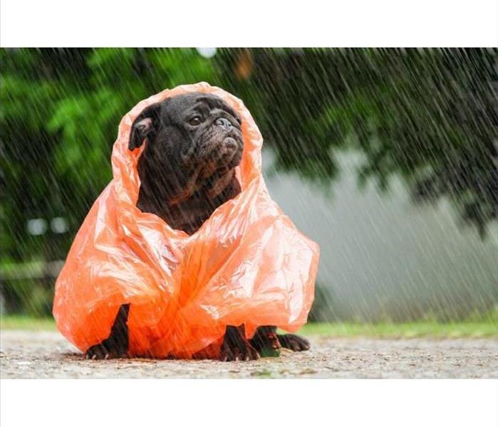 Dog in poncho in rain