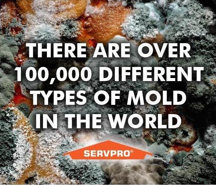 "there are 100,000 different types of mold out there" mold background SERVPRO